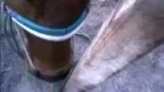 cow can open rope