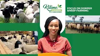 Focus On Dorper Sheep Farming | Kilimo na Biashara
