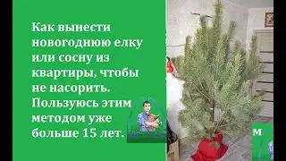 УЖЕ БОЛЬШЕ 15 ЛЕТ ТАК ДЕЛАЮ. КАК ВЫНЕСТИ ЕЛКУ ИЗ КВАРТИРЫ БЕЗ МУСОРА