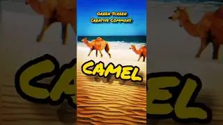 CAMEL GREEN SCREEN. CHROMAKEY VIDEO.