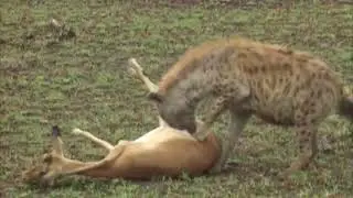 Impala Plays Dead To Escape Hyena & Cheetah!