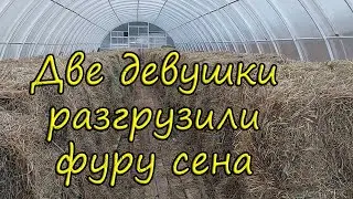 Новости парка животных. Сено для лошадей. Алабай Сильвия.