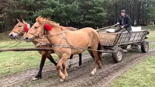 Family Life In A Mountain Village, Working In The Fields With Horses