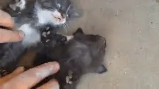 A cat named Tiger with offspring