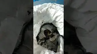 menetas anak kingcobra