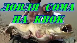Ловля сома на квок.