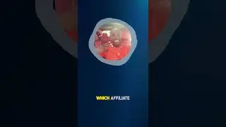 What Is AOV In Affiliate Marketing