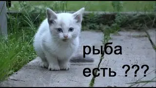 Рыбалка в деревне, заснял охоту пауков