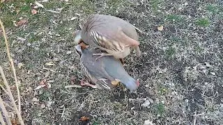 Модкабк кати сарш додем Partridge Кабк Keklik که و  Chukar