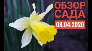 ОБЗОР САДА В НАЧАЛЕ АПРЕЛЯ 2020