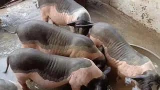 Pig Slaughter - Pigs are getting less and less valuable