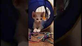 📞 +7 (982) 647-78-43 Продаются очень красивые котята 🐱 Девон Рекс. Четыре мальчика.