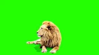 Lion chroma key| green screeneffect|