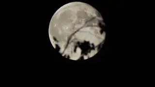 Happy Halloween Full Moon and Dark Tree | 