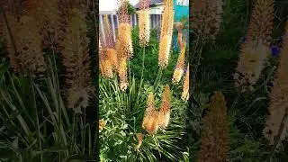 Еремурус .Eremurus. 