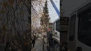 Купить Ель Елку Подарок В Воронеже Крупномеры Доставка Посадка 