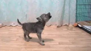 Волчонок Луна воет). Волк/волкособ/щенки волка/вой волка.