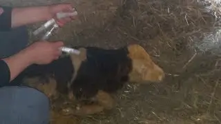Сложный отёл коровы 🤦‍♀️ было два спасли одного😔