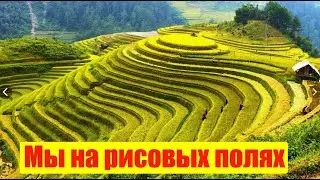 Рисовые поля, Гуйлинь, Китай (Сент 2024)