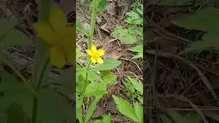 #лес