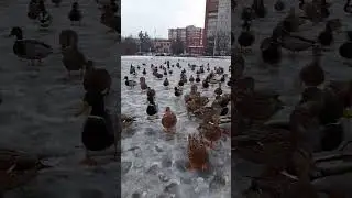 THE TOWNSPEOPLE ARE PERPLEXED! There are wild ducks on the square where the pigeons were fed!