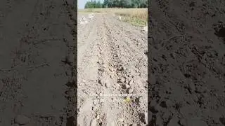 Коли лишився останній рядок картоплі😅 #приколи #гумор #пранк #фермер