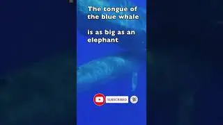 #Shorts Blue Whale Amazing Facts