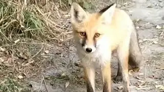 Лиса пришла на рыбалку. The fox came fishing.