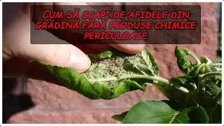 Cum să scapi de afidele din grădină fără produse chimice periculoase