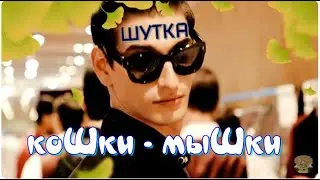 КоШки-МыШки ( Не любите красивых ) #наталиафанасьева,#песни,  #музыка, #топ,#ирония, #юмор, #шансон