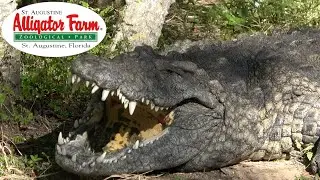 St Augustine Alligator Farm Tour & Review with The Legend