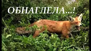Наглая но прикольная лиса