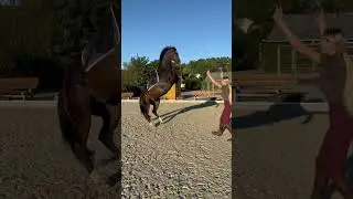 Show horsie 🐴💥 