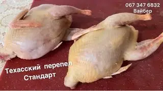 Осознано изменить-знать каждому//Мясо перепела здоровый продукт