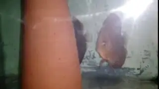 пара с недельным мальком и с личинкой  на горшке