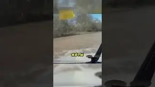 Они спокойно плывут на машине к берегу 🚘🌊🏝️