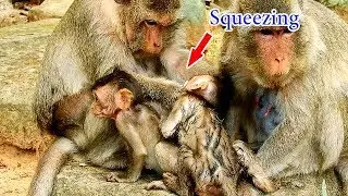 Dolly hit baby Maddix cos Maddix annoyed her many time | Dolly is giving groom to Maci