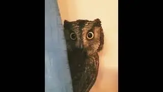 Та Тань Женись на Мне а то Будешь Лох  😸🤣 