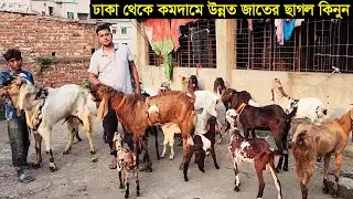 মাত্র ১০ হাজার টাকায় উন্নত জাতের ছাগল কিনুন ঢাকার যাত্রাবাড়ি থেকে Jatrabari goat farm