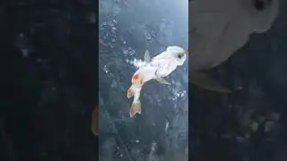 вот такие окуни 17 января