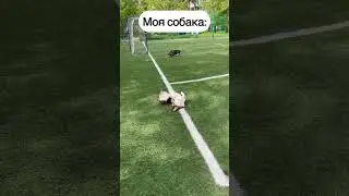 СМЕШНЫЕ ЖИВОТНЫЕ | КАК ИГРАЮТ В ФУТБОЛ РАЗНЫЕ ПОРОДЫ СОБАК #dog #funny #funnyvideo #humor #cute