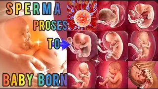 SPERMA PROSES TO BABY BORN