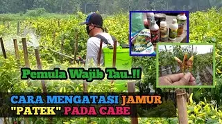 Cara Mengatasi Jamur PATEK Pada Cabe | Berapa Kali penyemprotan Untuk Tanaman Cabe..??
