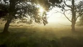 Нежная расслабляющая музыка 🍃