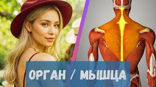 Улучшение работы ушей и глаз через верхнюю порцию трапеции.