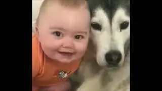 Видео для тех, кто Хочет Завести Хаски. Собаки Хаски