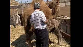 Сұмдық—ай! Түйе өз ботасын шайнап тастайды екен. 