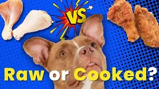 Surprising Human Foods Dogs Can Eat 😲🤯#5 