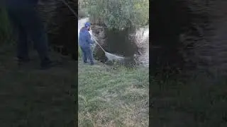 Сазаны в кастинговую сеть СибКаст 
