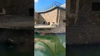 Зоопарк в Питере
